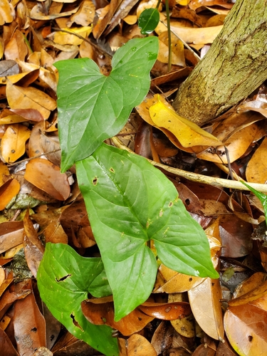 Syngonium podophyllum
