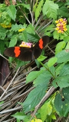 Heliconius erato