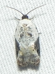 Acleris nivisellana
