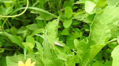 Curtara insularis