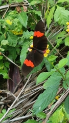 Heliconius erato