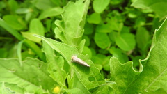 Curtara insularis