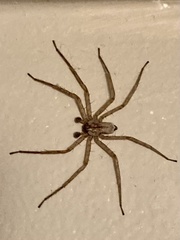 Selenops submaculosus