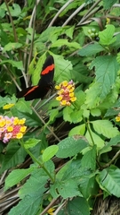 Heliconius erato