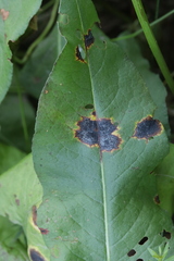 Pseudorhytisma bistortae