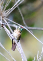 Chalcostigma ruficeps