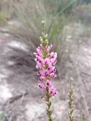 Amphithalea ericifolia