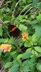 Heliconius erato