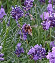 Apis mellifera