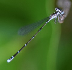 Nehalennia pallidula
