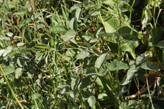 Xenodochus carbonarius