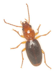 Thalassotrechus barbarae