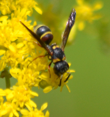 Leptochilus republicanus