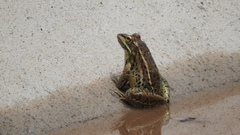 Lithobates forreri