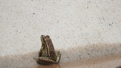 Lithobates forreri