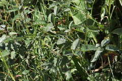 Xenodochus carbonarius