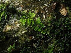 Hyocomium armoricum