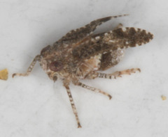 Danepteryx