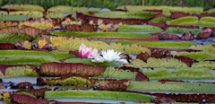 Victoria amazonica