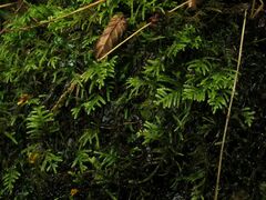 Hyocomium armoricum