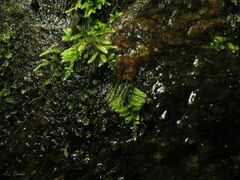 Hyocomium armoricum