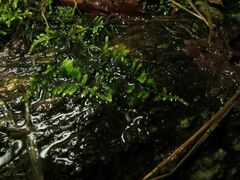 Hyocomium armoricum