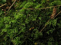 Hyocomium armoricum