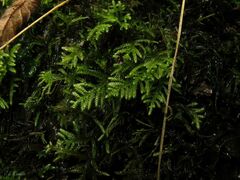 Hyocomium armoricum