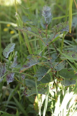 Xenodochus carbonarius