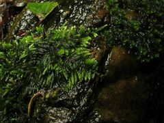 Hyocomium armoricum