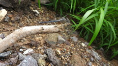 Indothemis carnatica