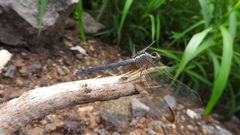 Indothemis carnatica