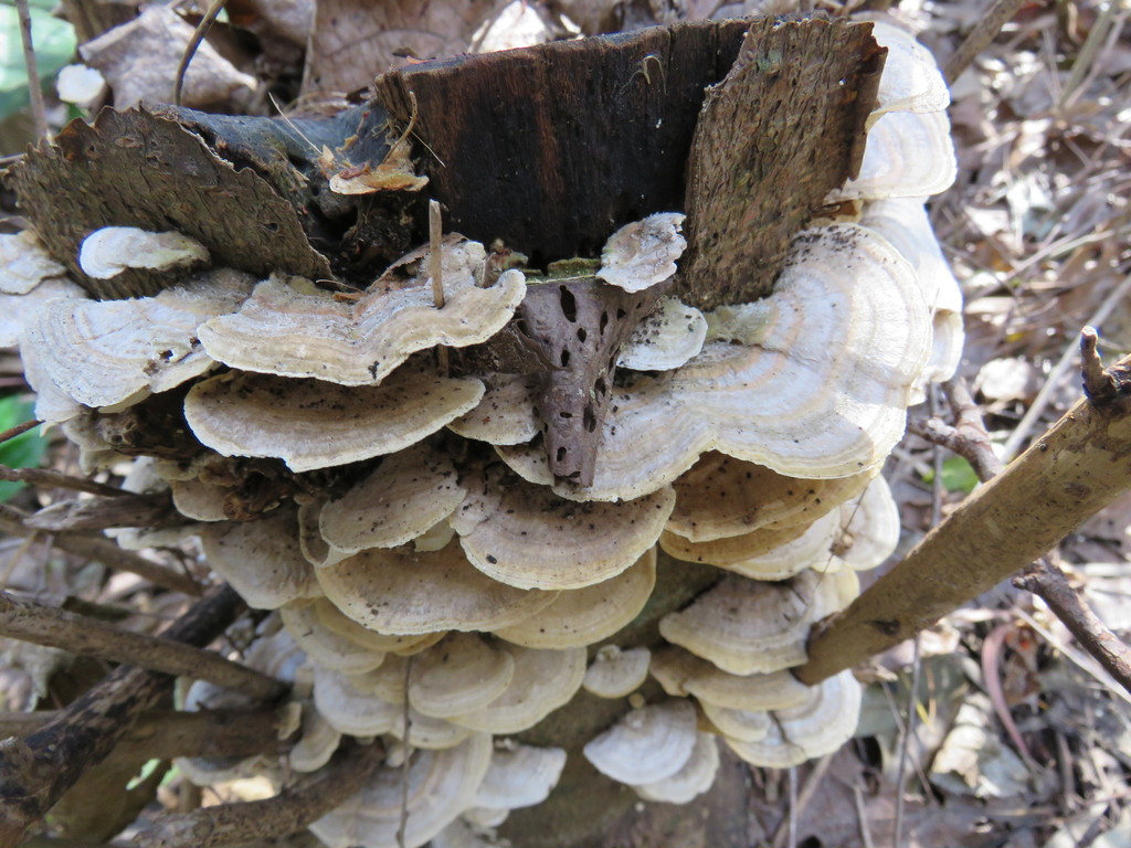 Trametes hirsuta · July 2018 · photo: © nicoolejnik (iNaturalist, cc-by)