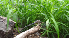 Indothemis carnatica