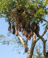 Psarocolius decumanus