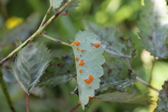 Xenodochus carbonarius