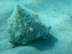 Tectus dentatus