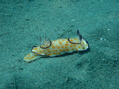 Goniobranchus annulatus