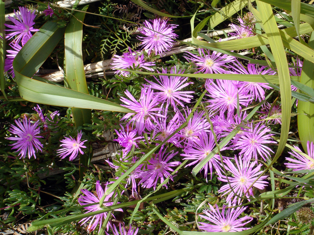 Creeping redflush (Lampranthus multiradiatus)