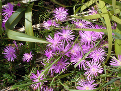 Lampranthus multiradiatus