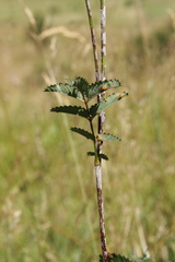 Xenodochus carbonarius