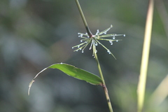 Chusquea ramosissima
