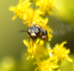 Leptochilus republicanus