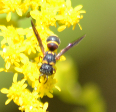 Leptochilus republicanus