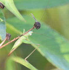 Conocephalus gracillimus