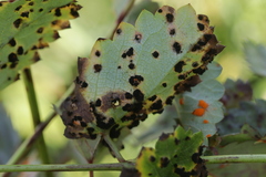 Xenodochus carbonarius