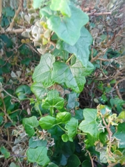 Kedrostis nana