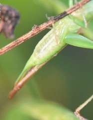 Conocephalus gracillimus
