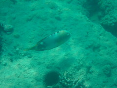 Calotomus viridescens