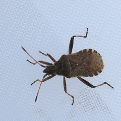 Ceraleptus